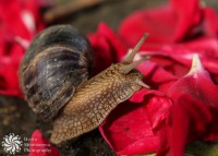 /album/makro-macro/byagane-s-prepyatstviya-obstacle-course-jpg1/